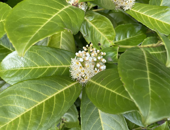 Bare root laurel plant