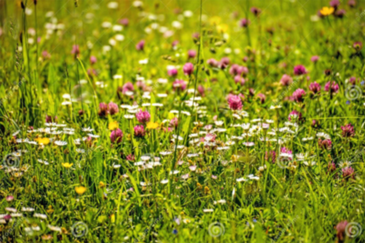 Diverse wild flower meadow