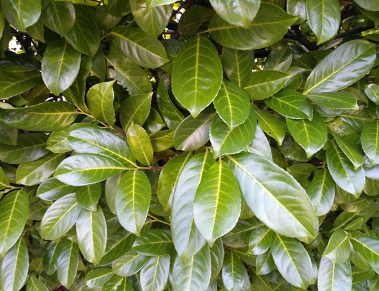 Container grown laurel plant