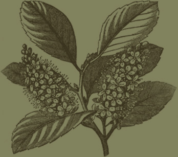 Cherry Laurel engraving diagram