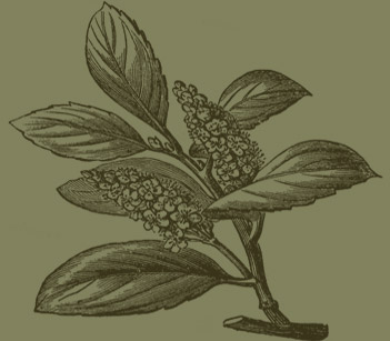 Cherry Laurel engraving diagram