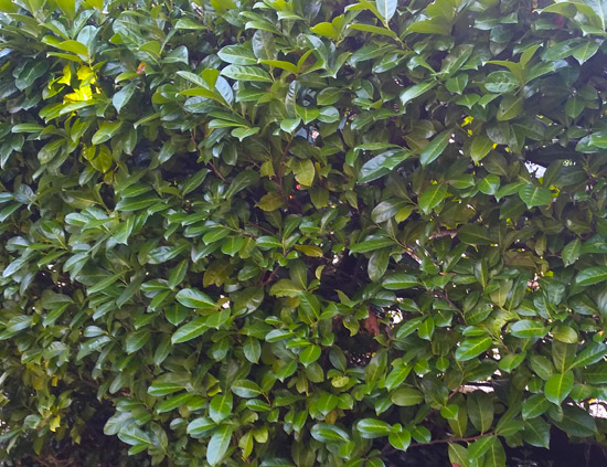 Root ball laurel plant